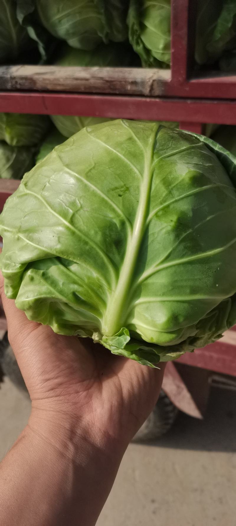 精品包菜，扁包菜，大量供应，颜色正，品质好。产地直发