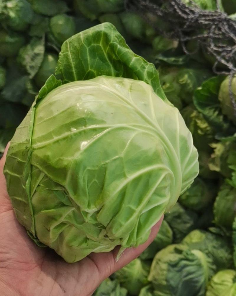 精品包菜，扁包菜，大量供应，颜色正，品质好。产地直发