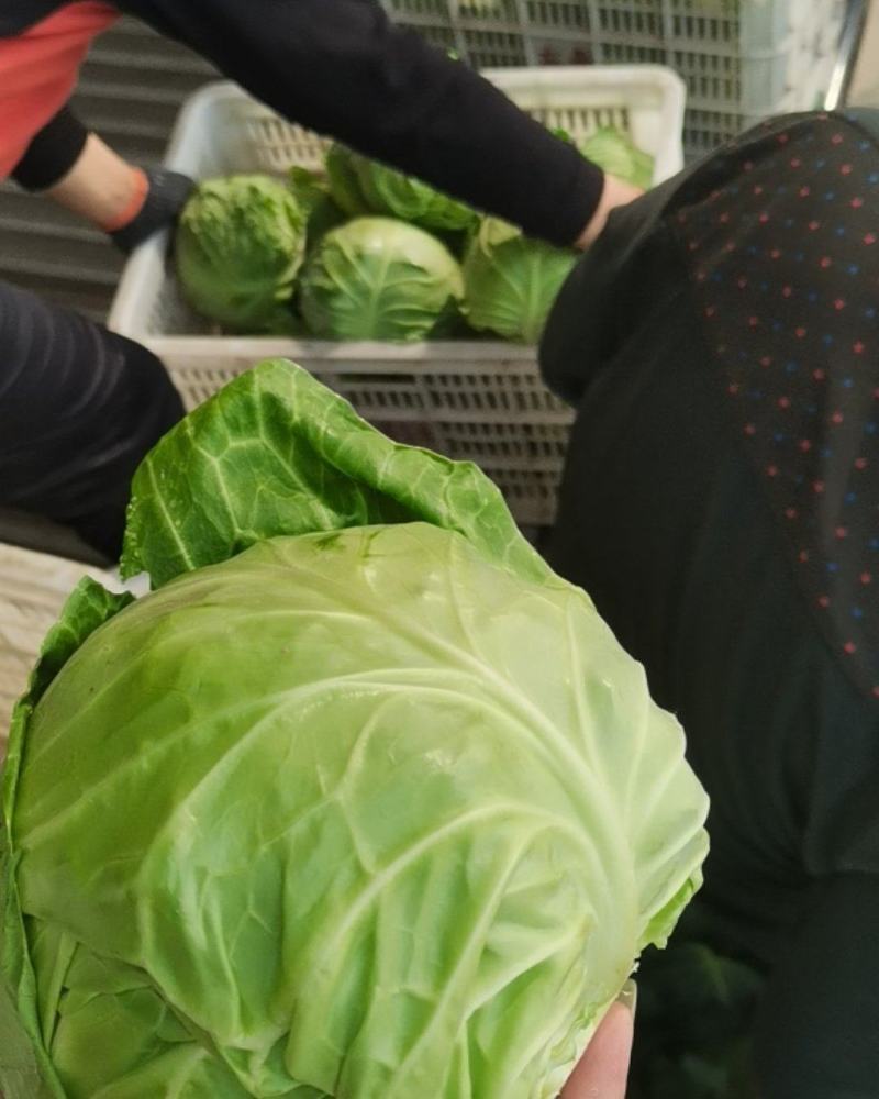 精品包菜，扁包菜，大量供应，颜色正，品质好。产地直发