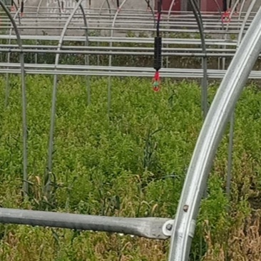 新地转让转租已经出菜可以扩地现有25亩