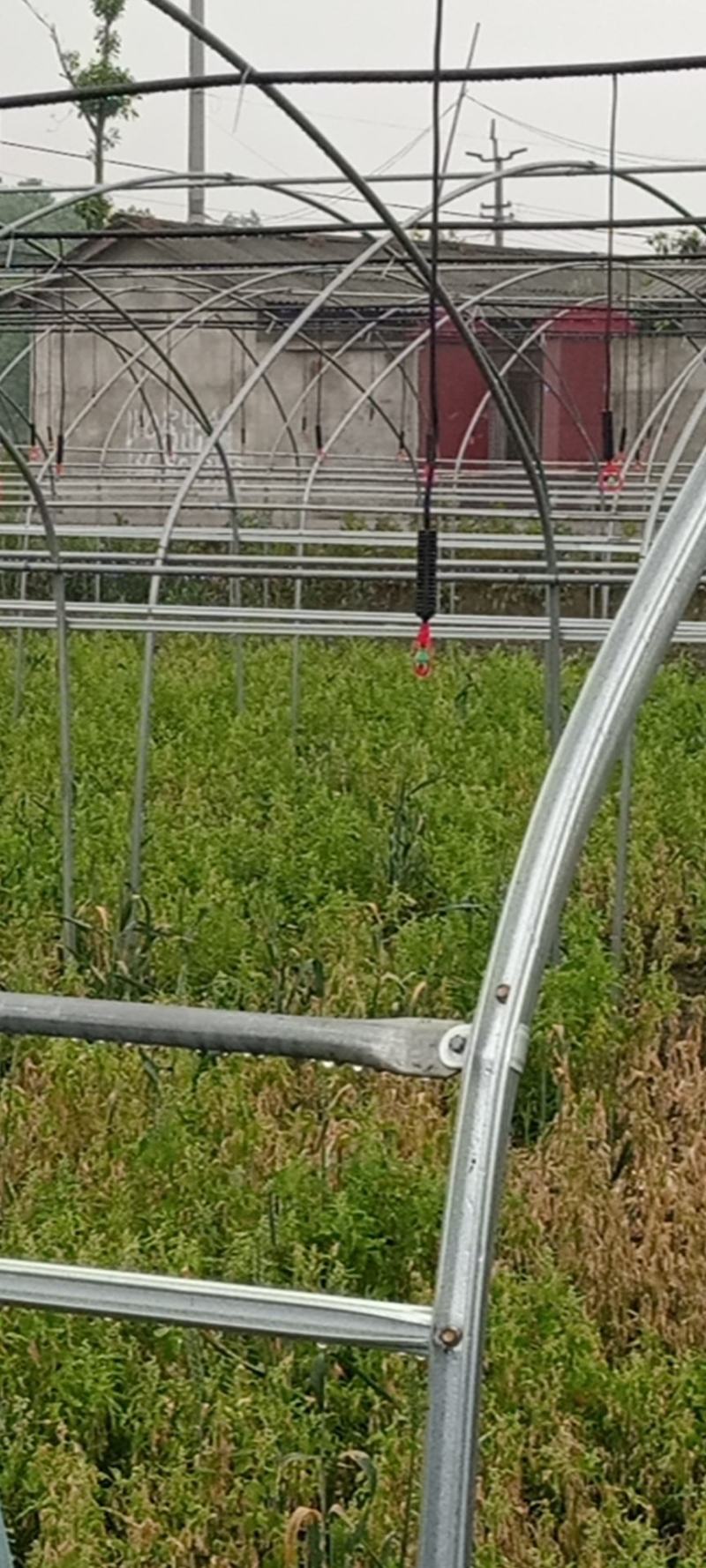 新地转让转租已经出菜可以扩地现有25亩