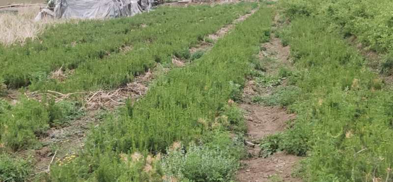 樟子松林地种植实景图,展示其在东北地区的自然生长状态 樟子松林地种植图