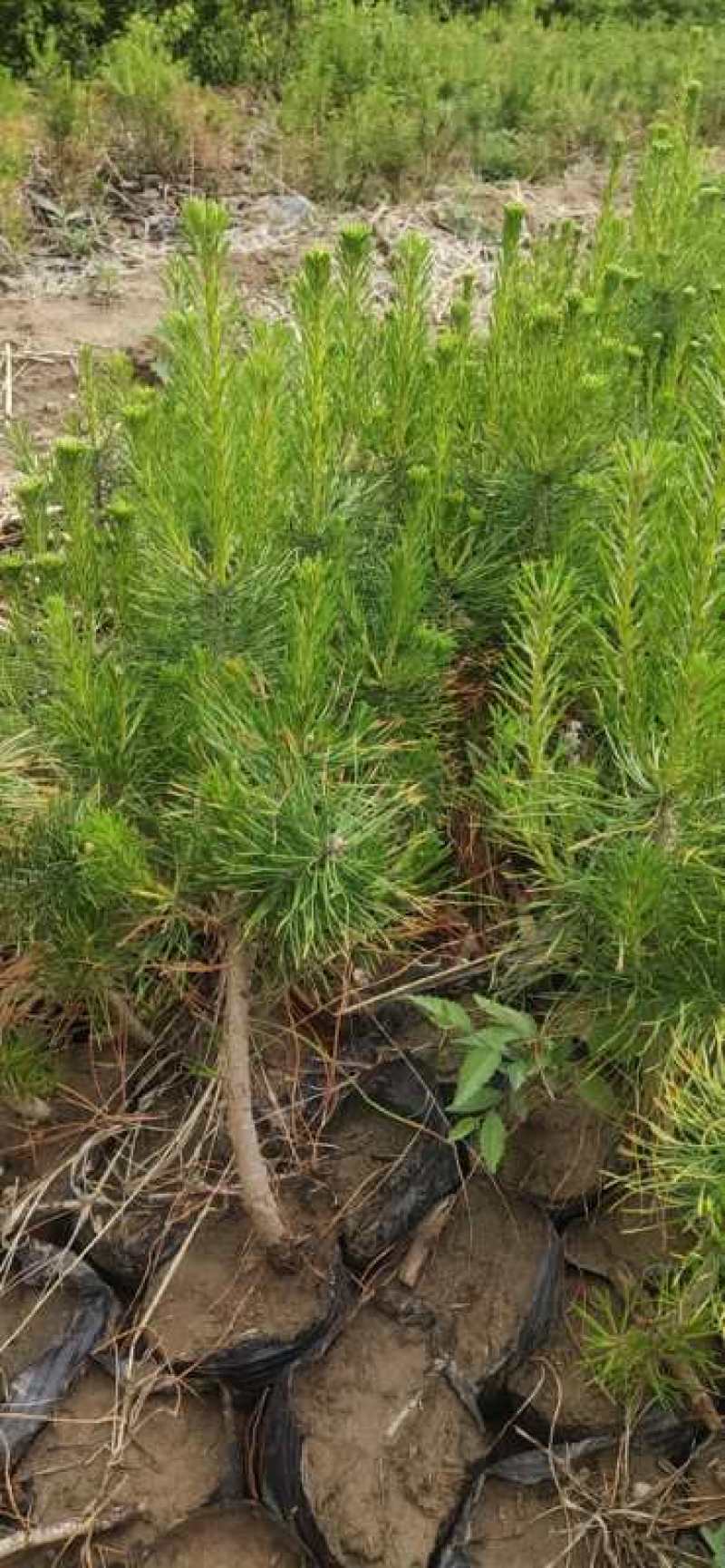 工程松树苗！樟子松