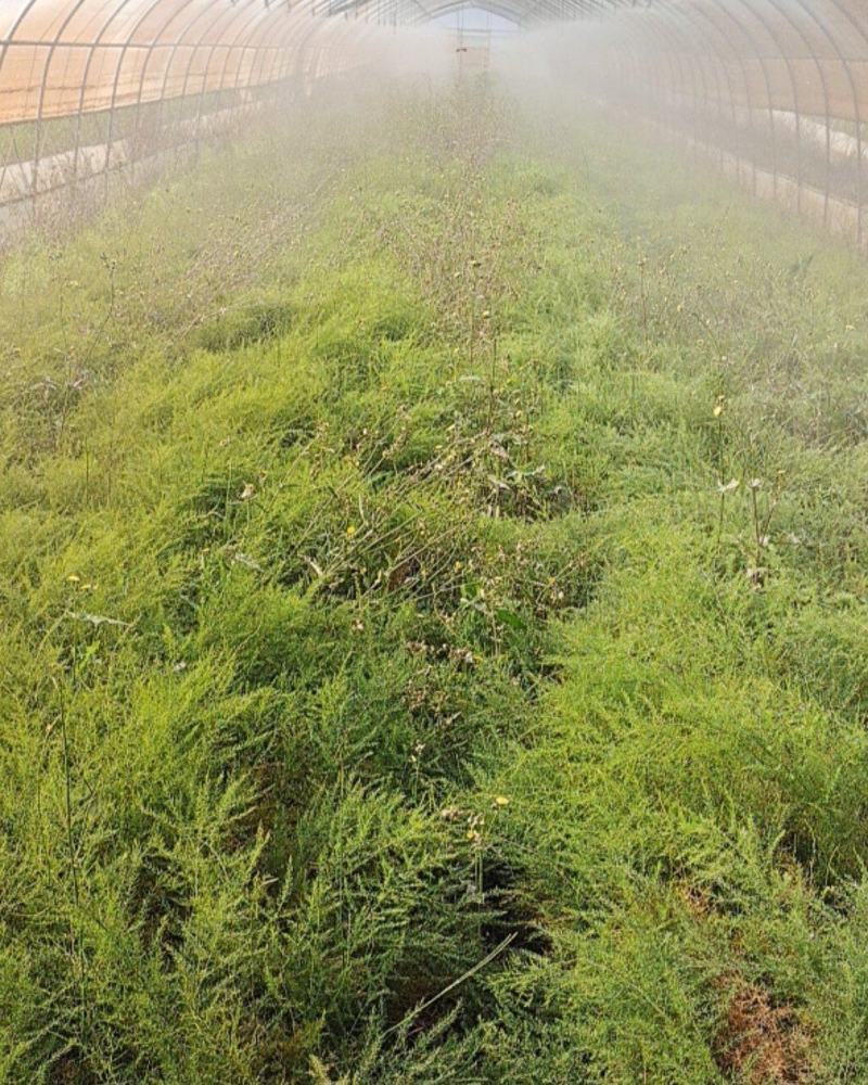 云南大天冬有苗有鲜货