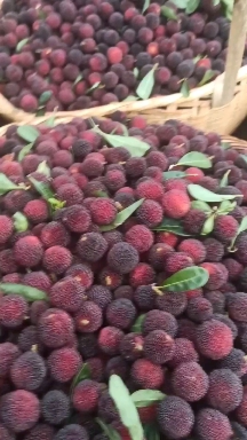 石屏荸荠杨梅