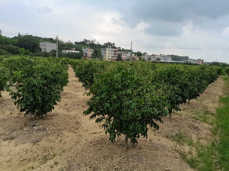 包邮带土发货新品种黑黄皮苗紫肉黄皮树苗果树苗