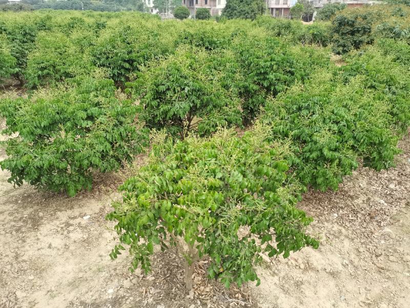 包邮带土发货新品种黑黄皮苗紫肉黄皮树苗果树苗