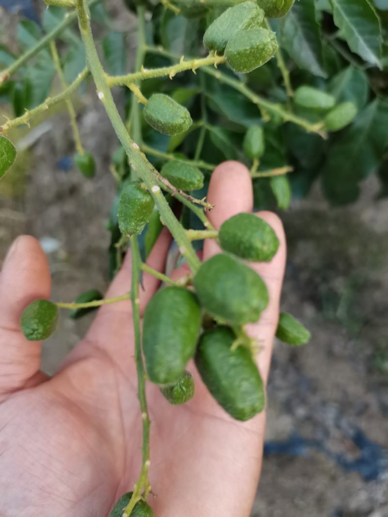 包邮带土发货新品种黑黄皮苗紫肉黄皮树苗果树苗
