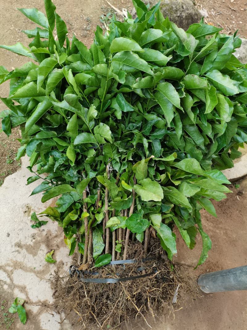 包邮带土发货新品种黑黄皮苗紫肉黄皮树苗果树苗