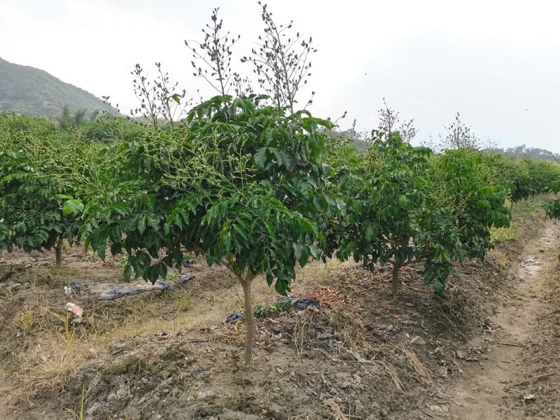 包邮带土发货新品种黑黄皮苗紫肉黄皮树苗果树苗