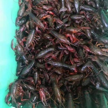小龙虾
