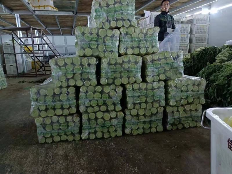 兰州高原夏菜即将大量上市，大型冷库预订开始，万亩蔬菜基地