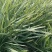 银边草银边草绿化地苗