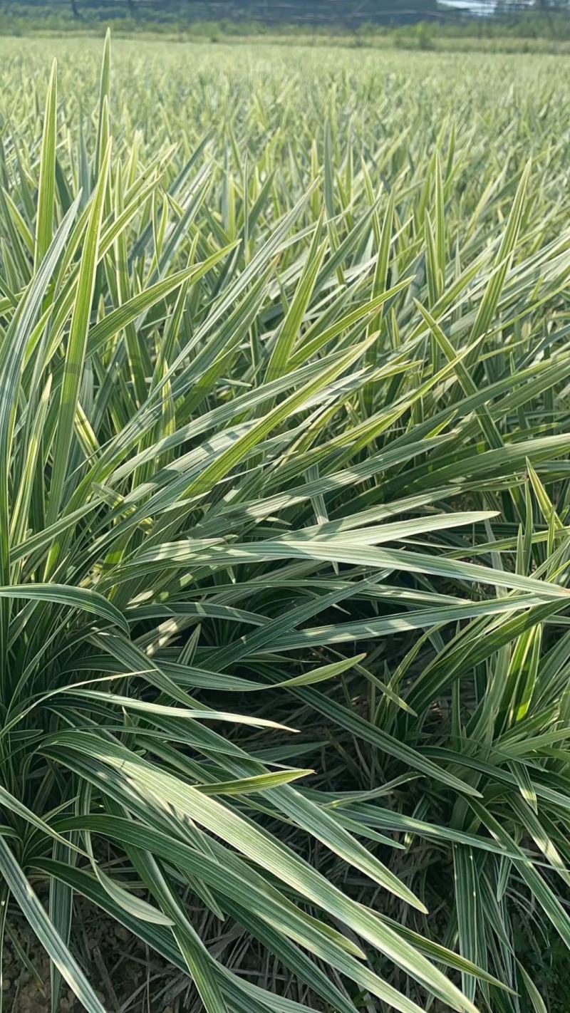 银边草银边草绿化地苗