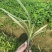 银边草银边草绿化地苗