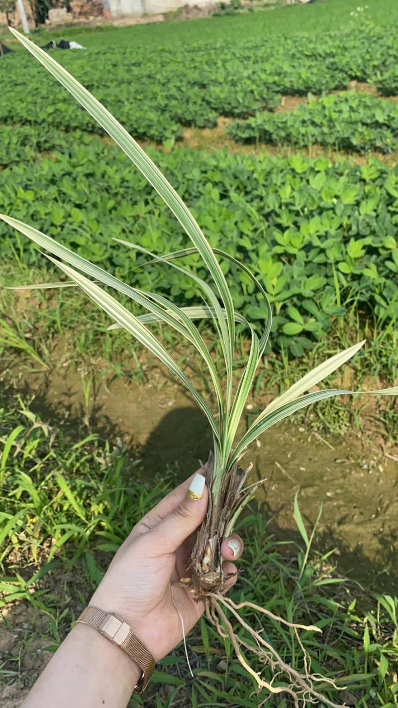 银边草银边草绿化地苗