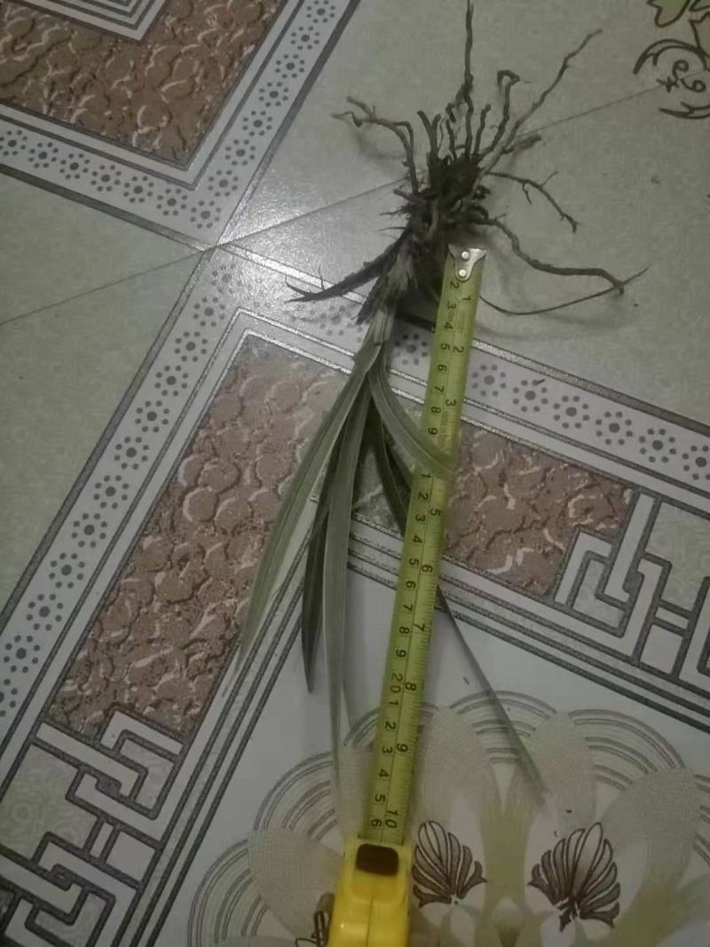 银边草银边草绿化地苗