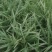 银边草银边草绿化地苗