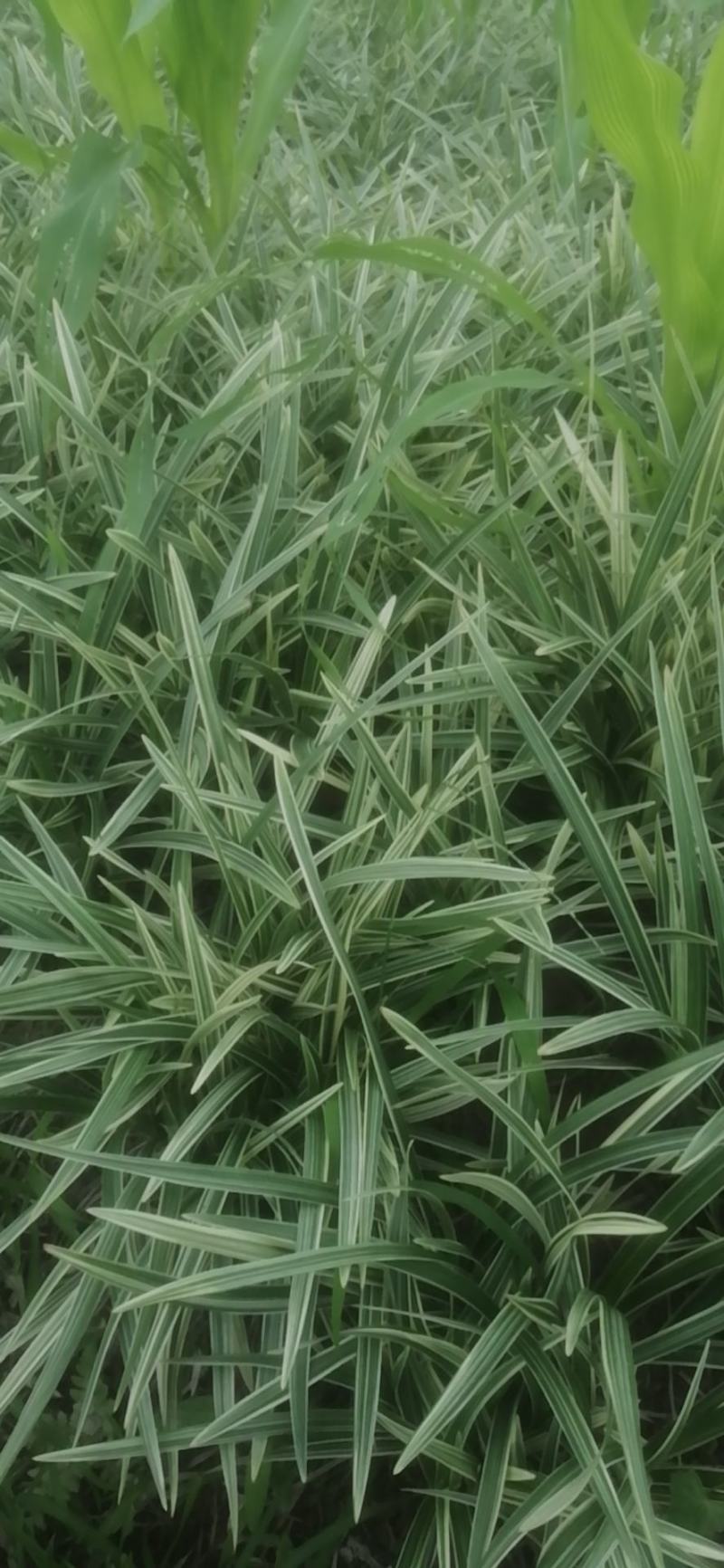 银边草银边草绿化地苗