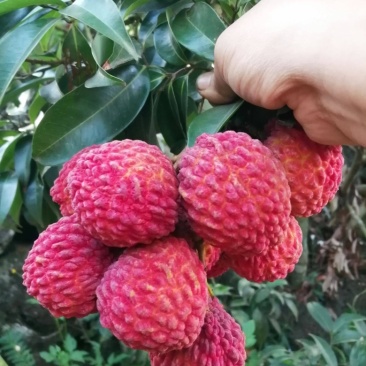 海口火山岩荔枝王，比鸡蛋还大的荔（电商、一件代发