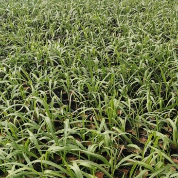 蛇鞭菊苗圃直发价格低质量好欢迎询价