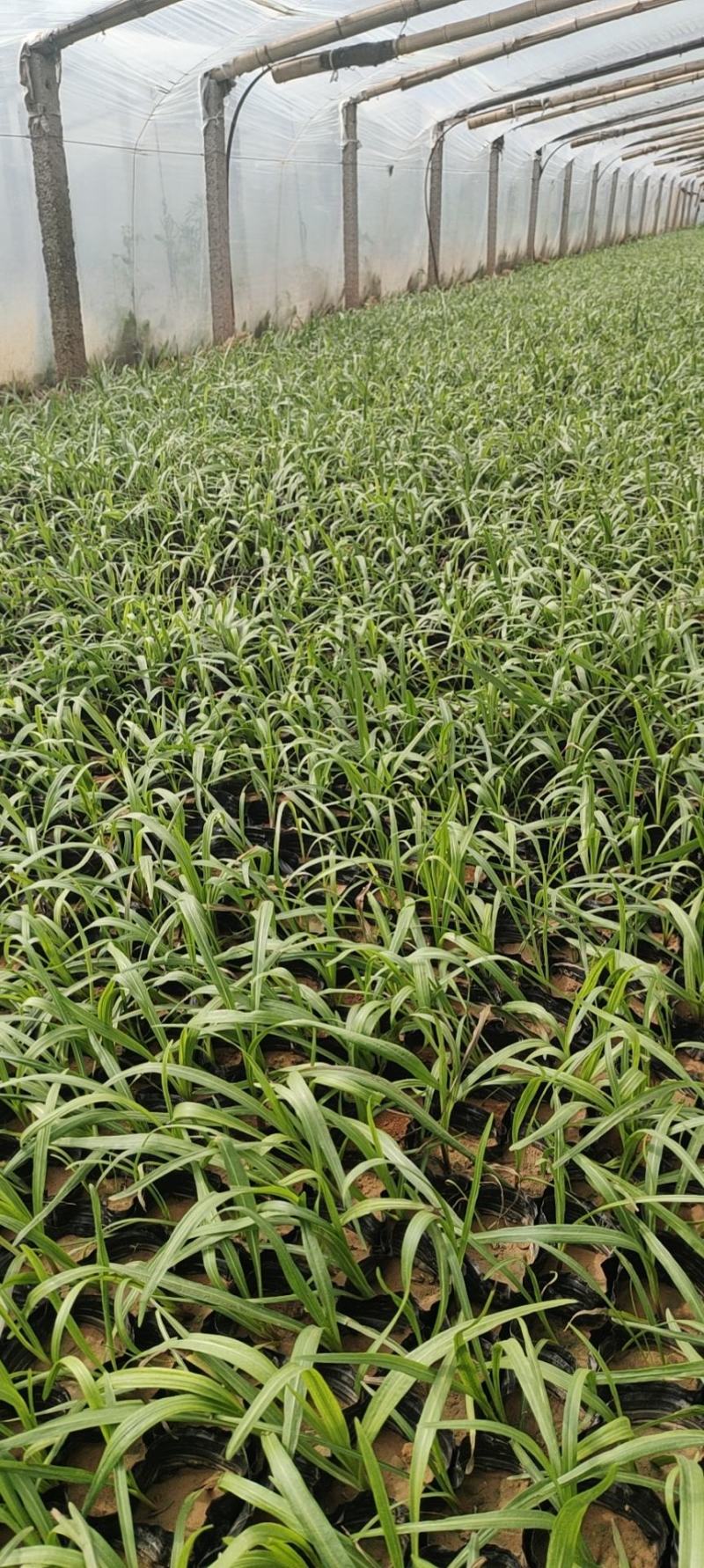 蛇鞭菊苗圃直发价格低质量好欢迎询价