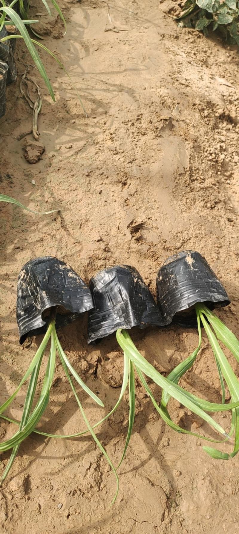 蛇鞭菊苗圃直发价格低质量好欢迎询价