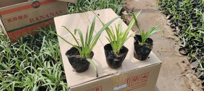 蛇鞭菊苗圃直发价格低质量好欢迎询价