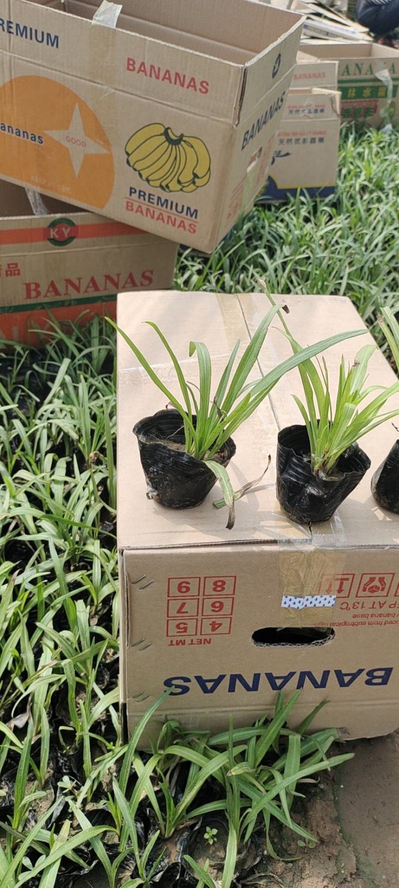 蛇鞭菊苗圃直发价格低质量好欢迎询价