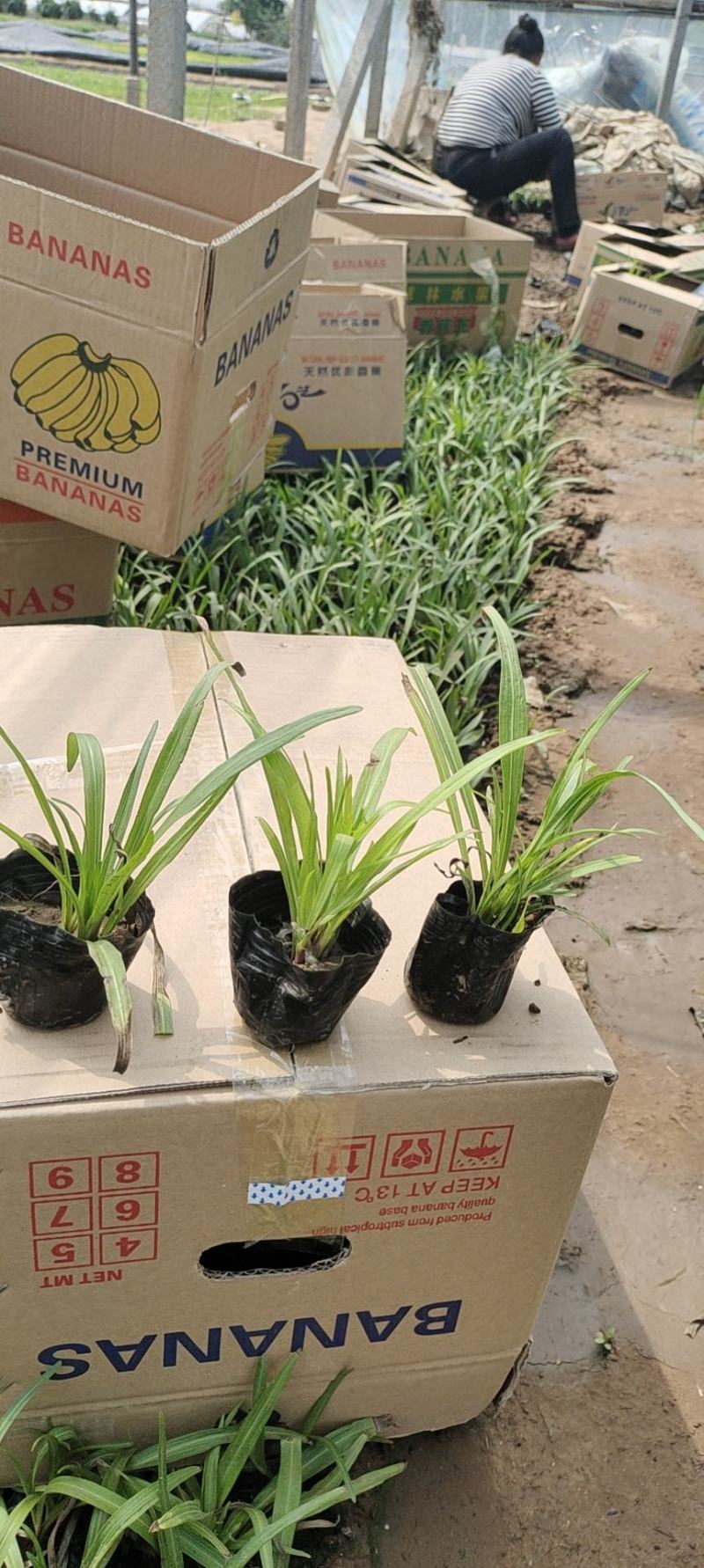 蛇鞭菊苗圃直发价格低质量好欢迎询价