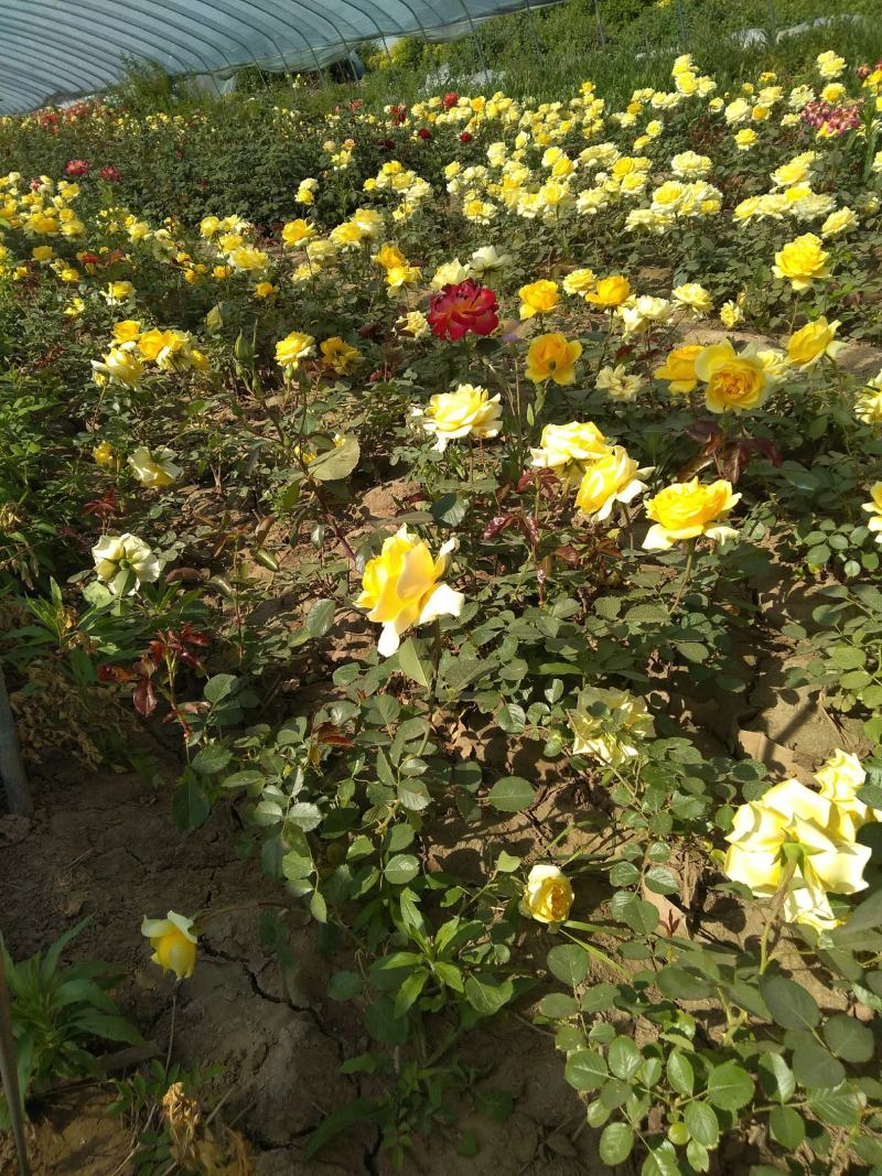 月季花，适合城市，高速，家庭种植。有多层，单层花，花树