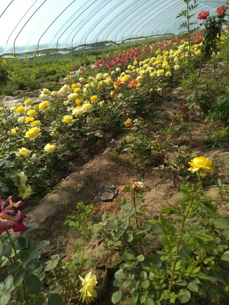月季花，适合城市，高速，家庭种植。有多层，单层花，花树
