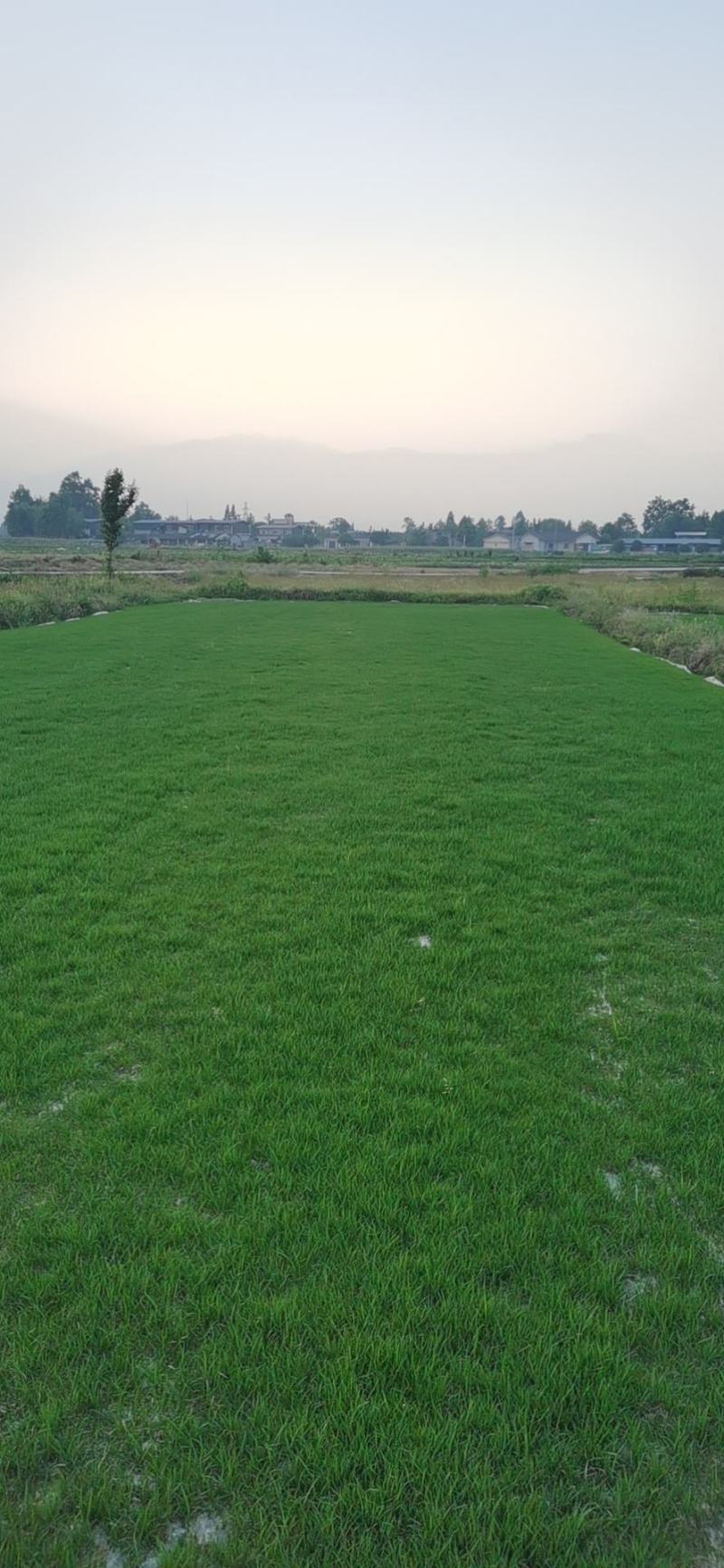 草坪草混播草真草皮真草坪