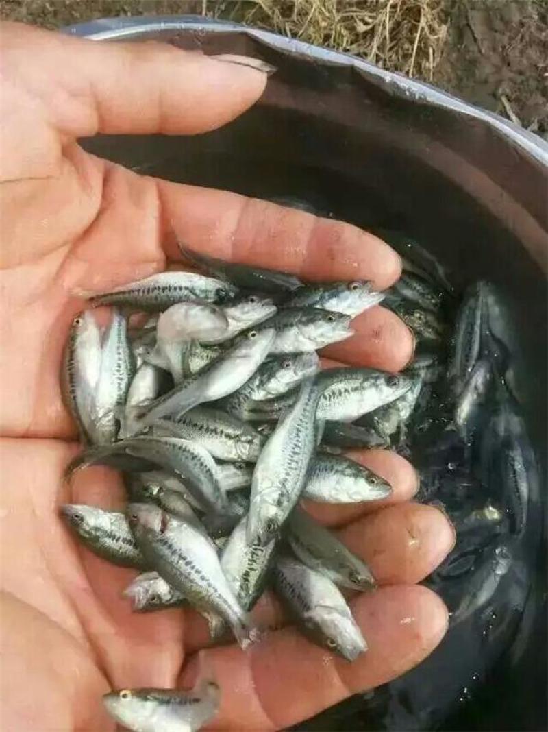 鲈鱼苗，大口黑鲈优3号，欢迎各位下单，经过驯化吃料，
