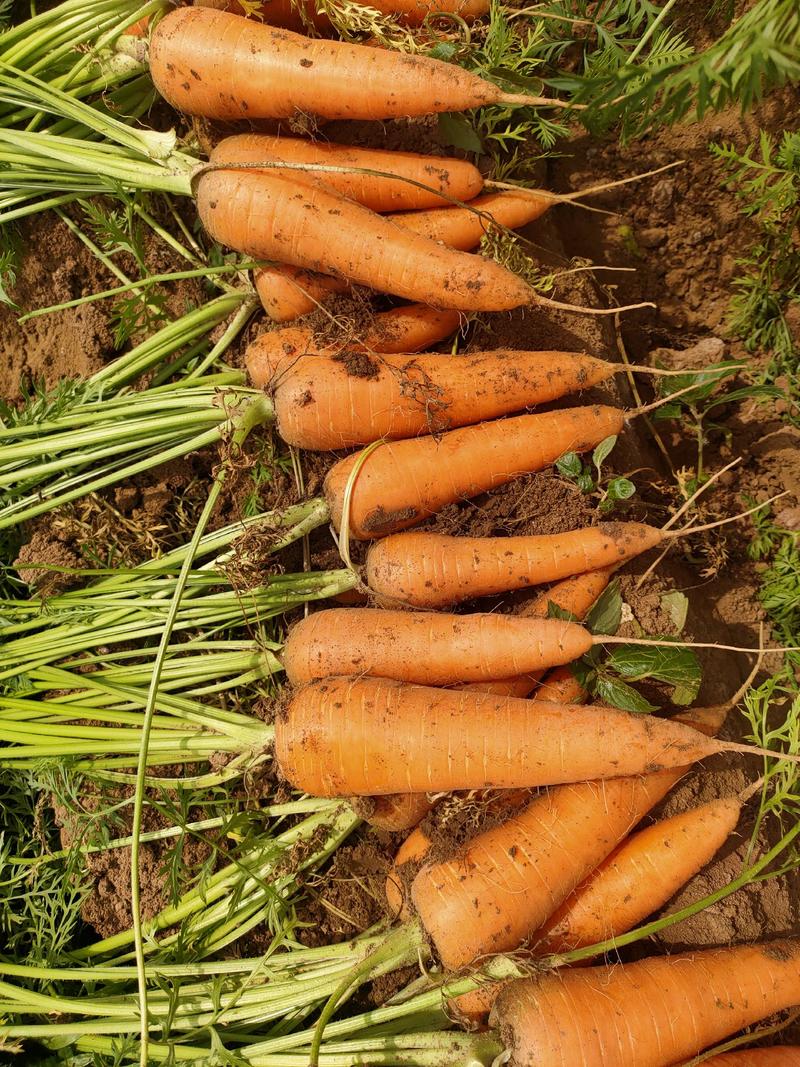 胡萝卜，精品三红胡萝卜，农家自种自销，现挖现发，脆甜皮薄