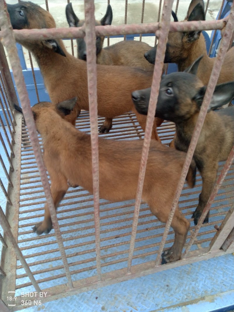 马犬，活波好动，服从性强，售后服务到位，传授养殖技术，诚