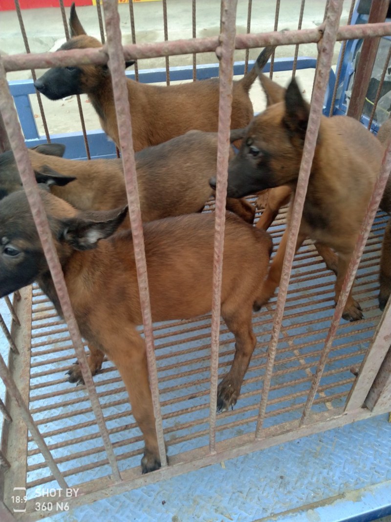 马犬，活波好动，服从性强，售后服务到位，传授养殖技术，诚