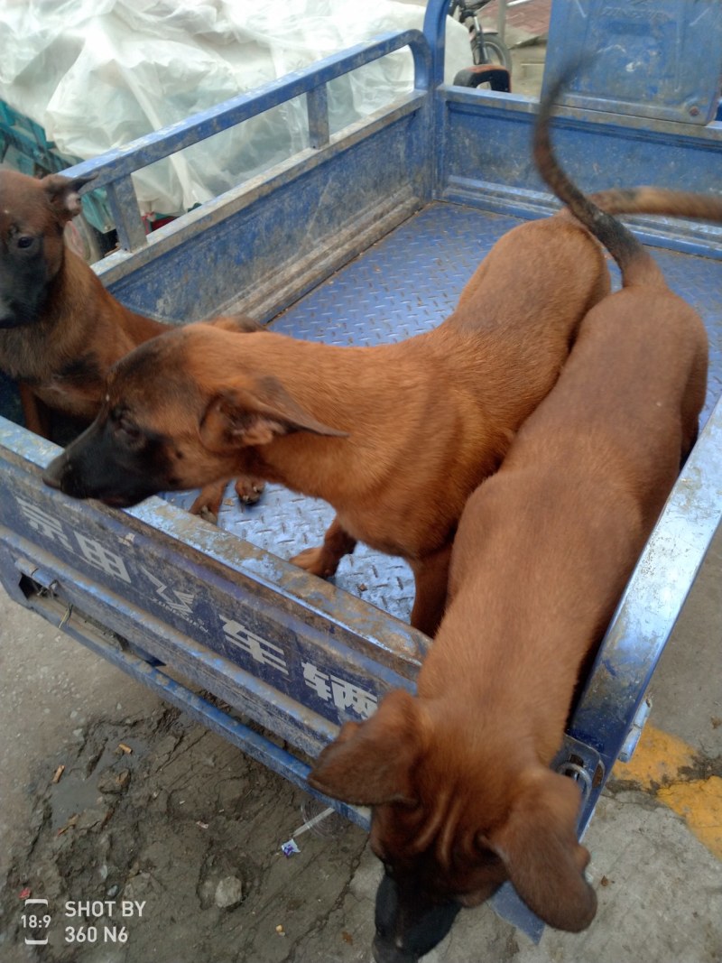 马犬，活波好动，服从性强，售后服务到位，传授养殖技术，诚
