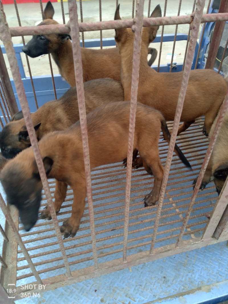 马犬，活波好动，服从性强，售后服务到位，传授养殖技术，诚