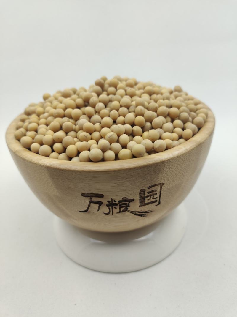 河南黄芽豆小粒黄芽豆黄豆质量好价格美丽