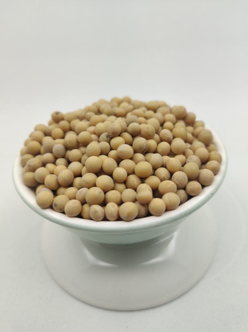 河南黄芽豆小粒黄芽豆黄豆质量好价格美丽