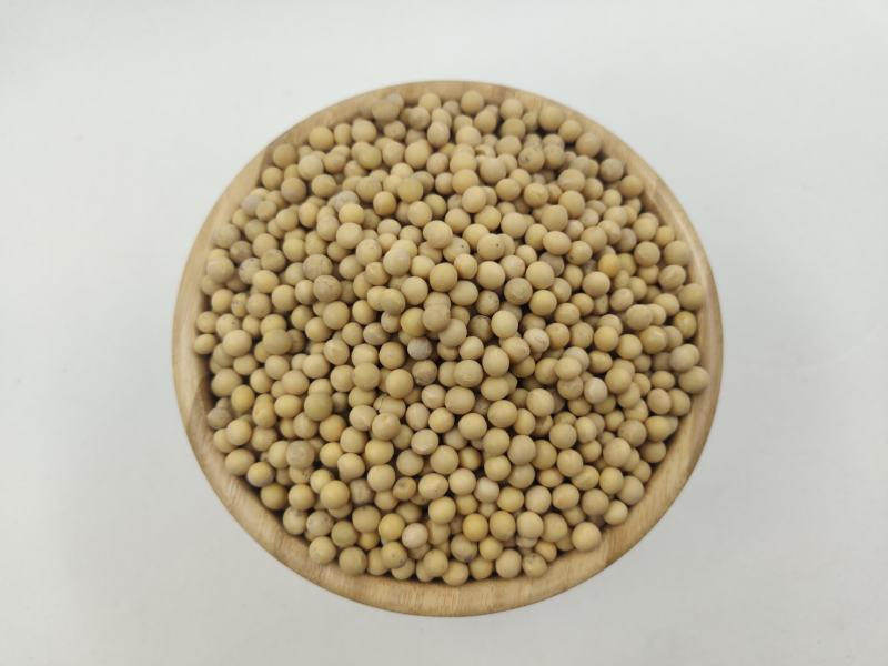 河南黄芽豆小粒黄芽豆黄豆质量好价格美丽