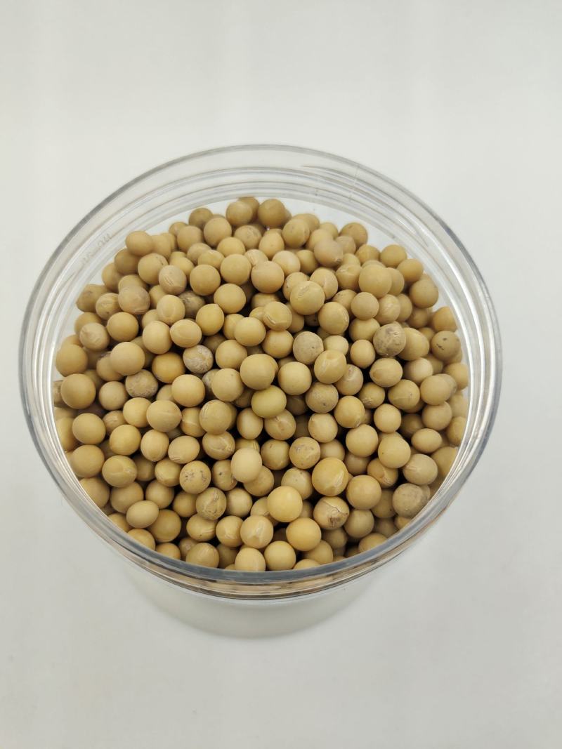 河南黄芽豆小粒黄芽豆黄豆质量好价格美丽