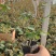 红帽月季大花月季供应商种植户