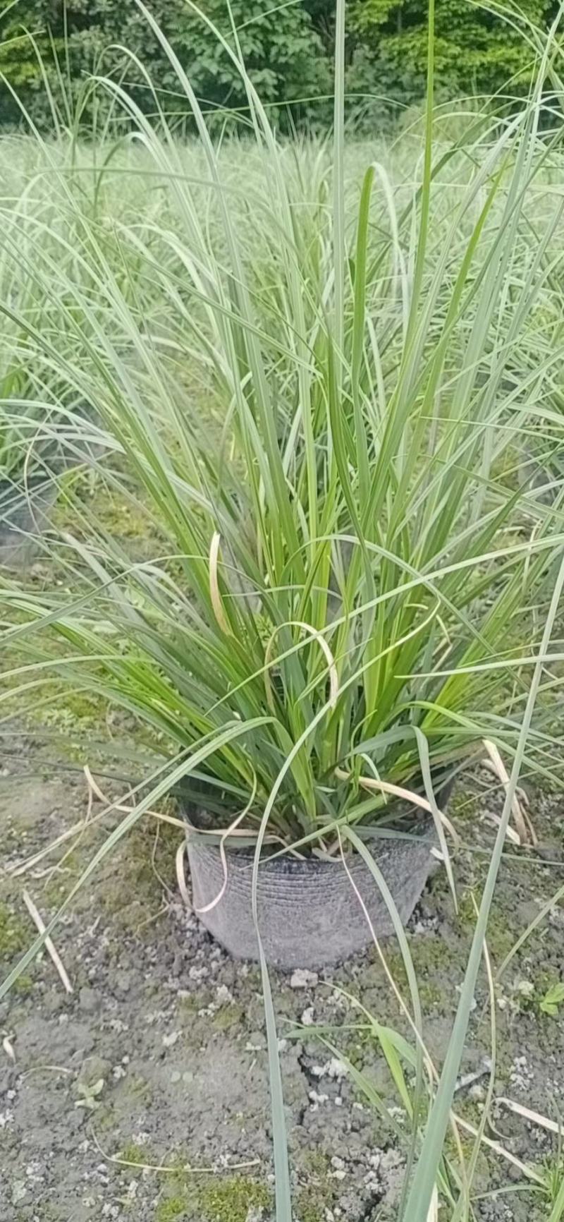 四川成都温江出售大量精品蒲苇矮蒲苇芦苇蒲苇