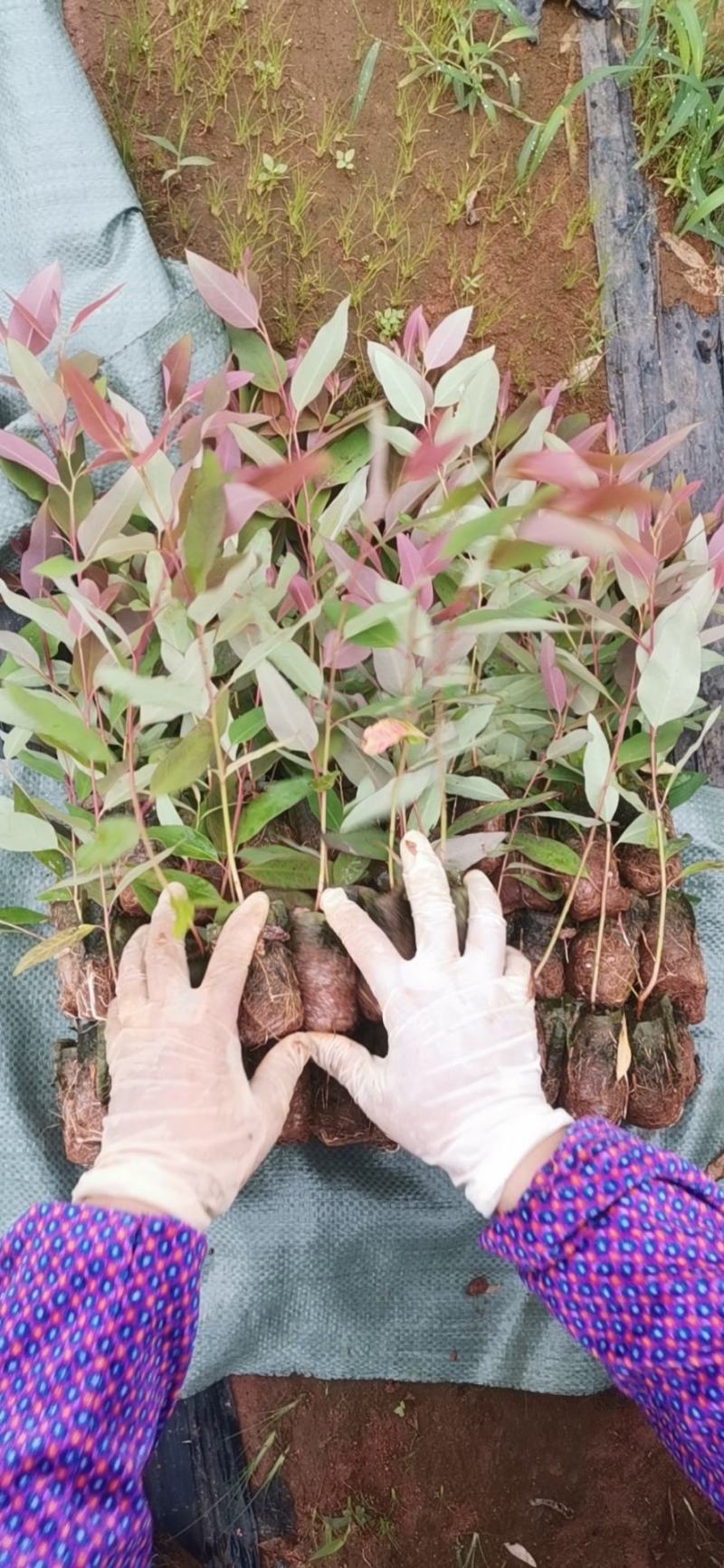 组培29桉树芽苗