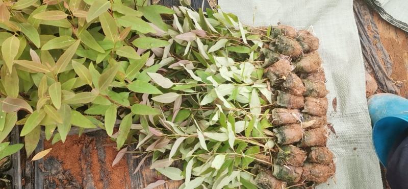 组培29桉树芽苗