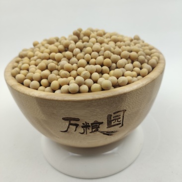 黄芽豆芽豆小粒黄豆发芽率高。品质保证