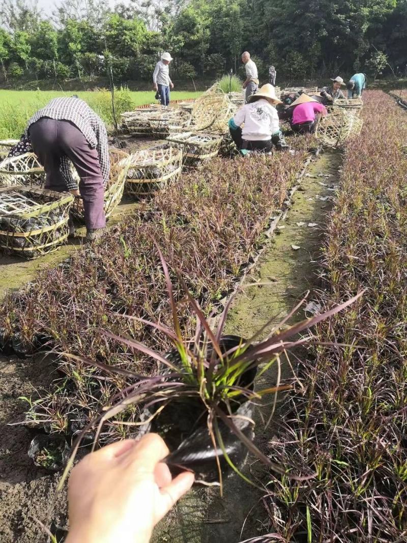 四川成都温江出售大量精品紫叶狼尾草狼尾草