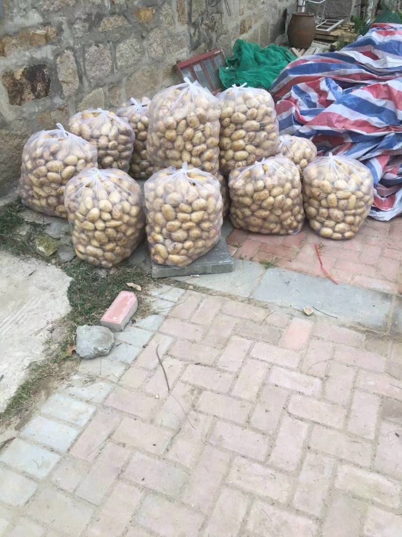 福建沙地土豆，自家种植，包上车，全国发货
